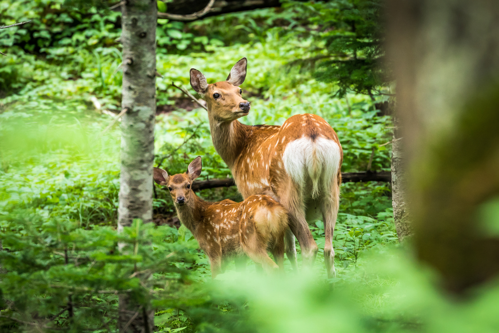 Shiretoko National Park