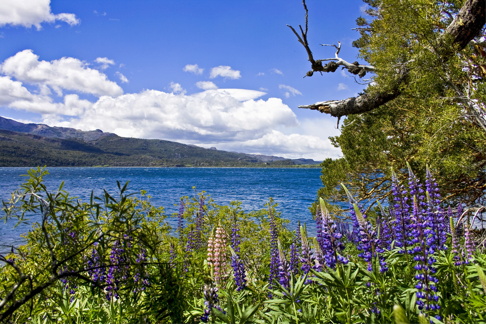 Los Alerces National Park