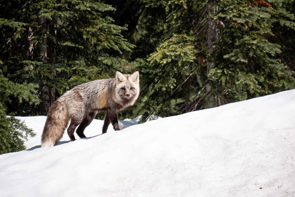 Crater Lake National Park