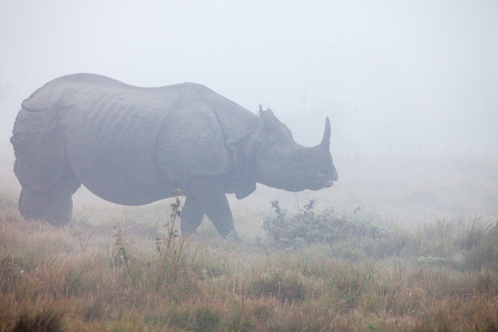 Kaziranga National Park