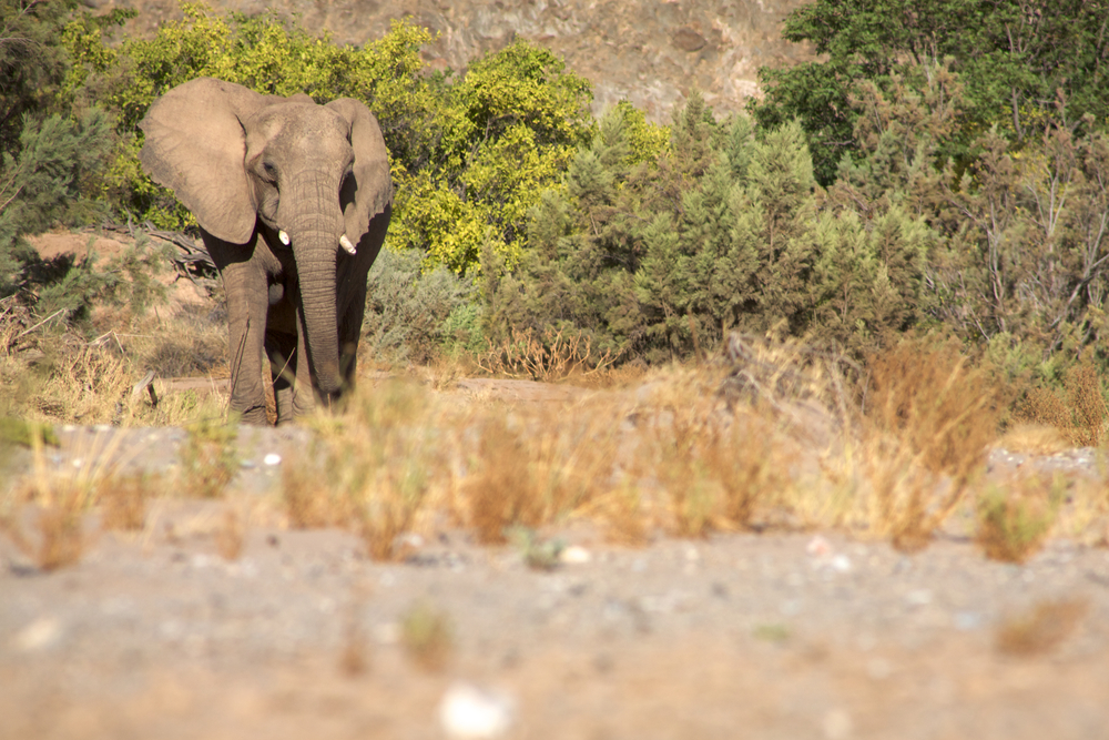 Skeleton Coast National Park