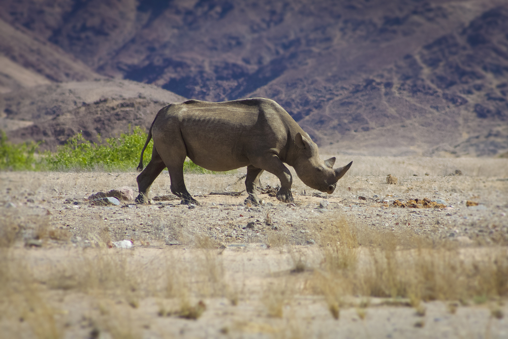 Skeleton Coast National Park