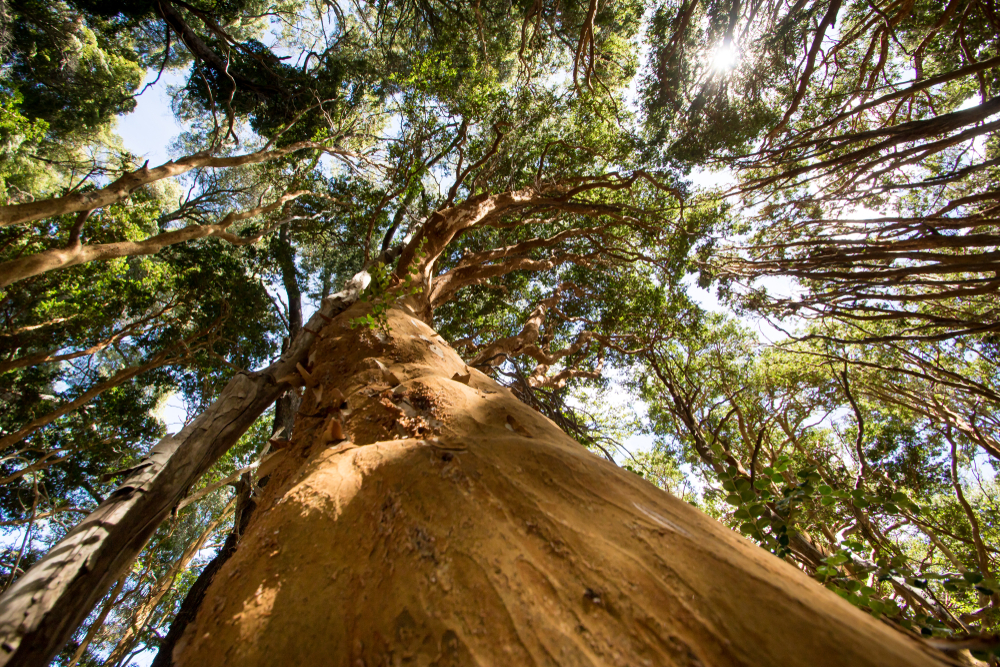 Los Arrayanes National Park