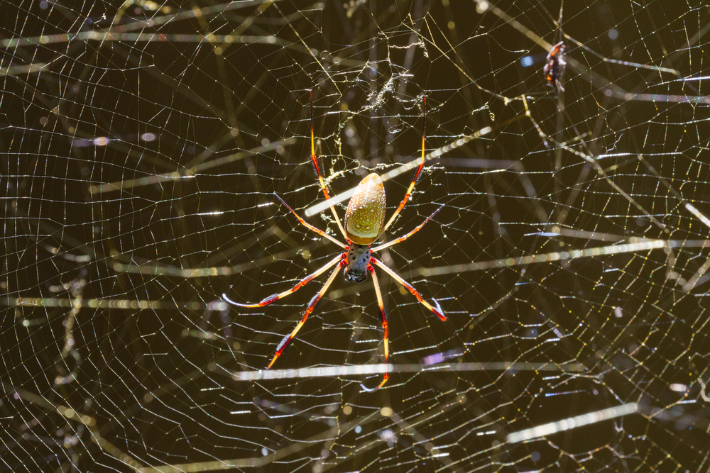 Congaree National Park