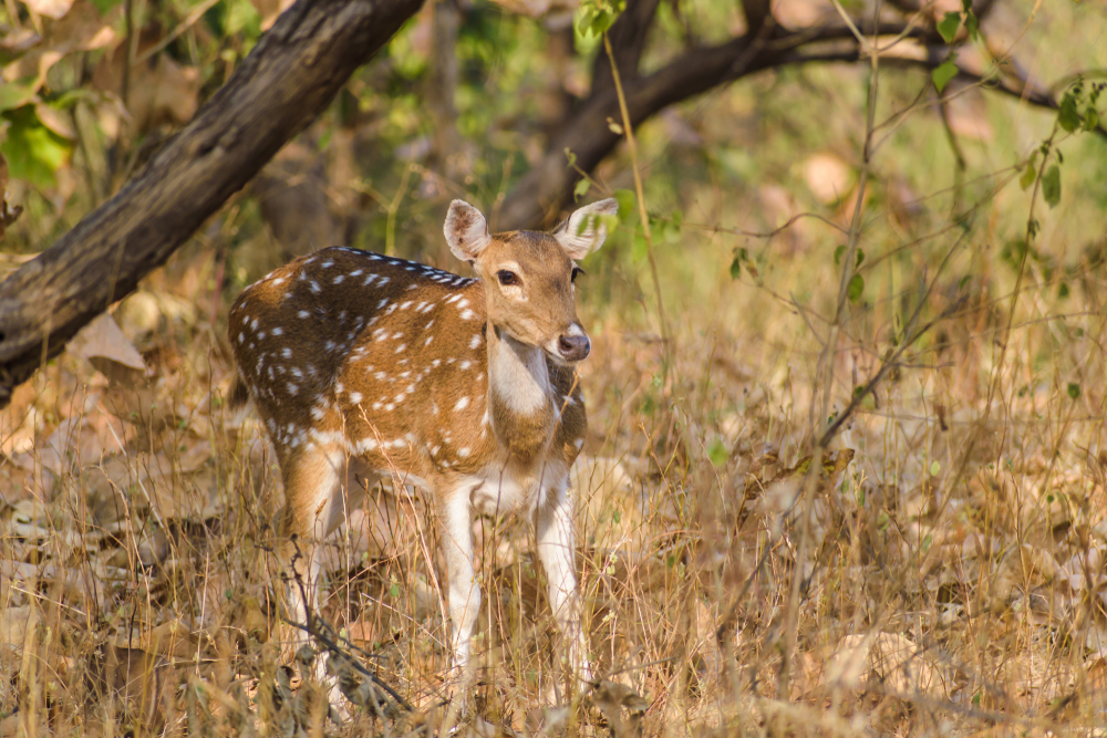 Gir Forest National Park