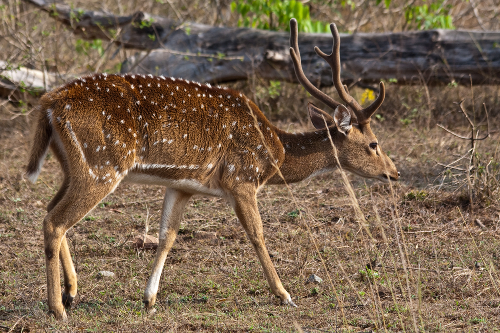 Bandipur National Park