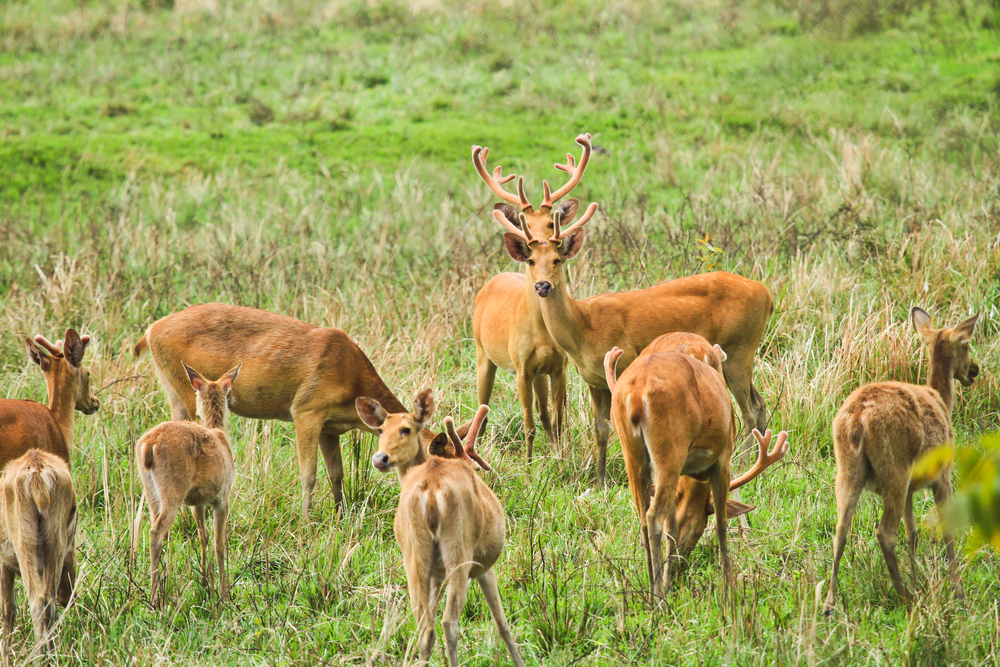 Kaziranga National Park
