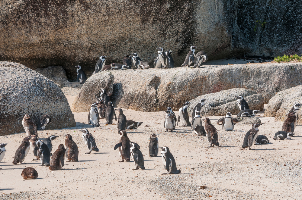 Table Mountain National Park