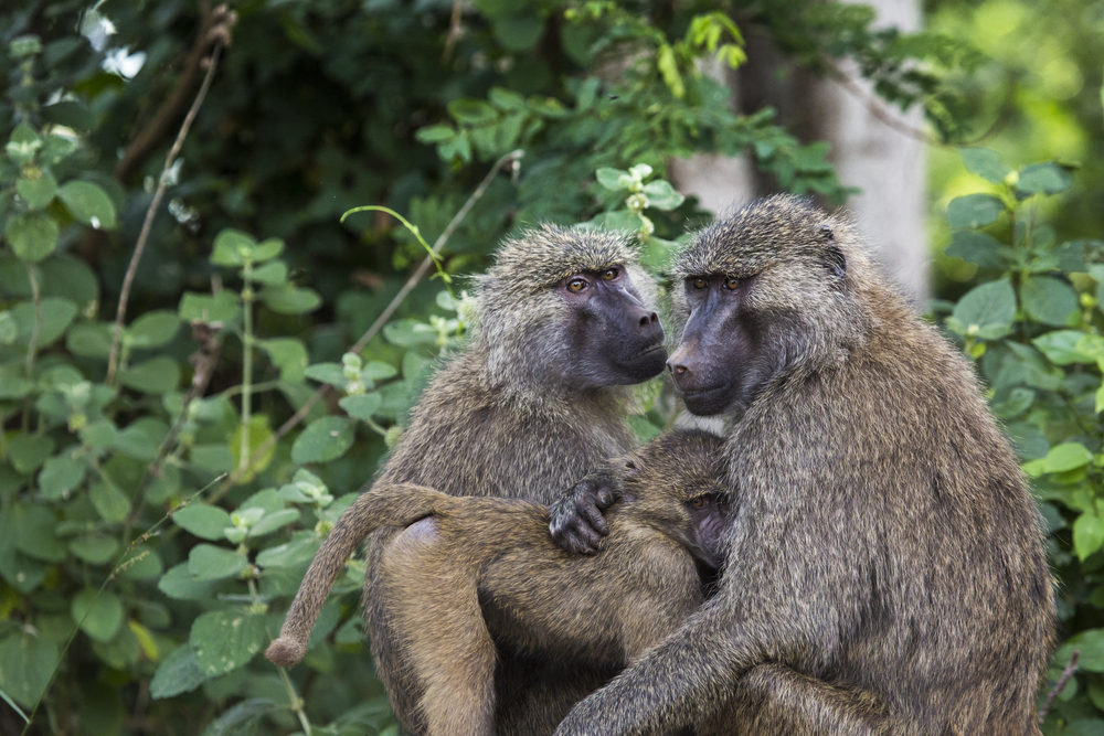 Tarangire National Park