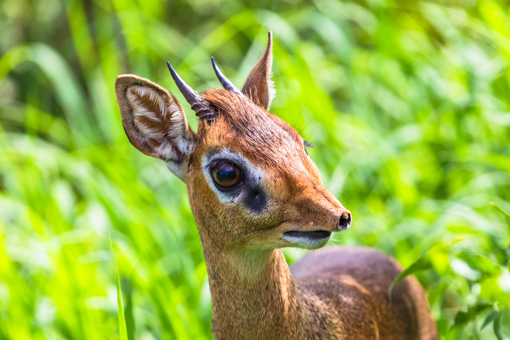 Tarangire National Park