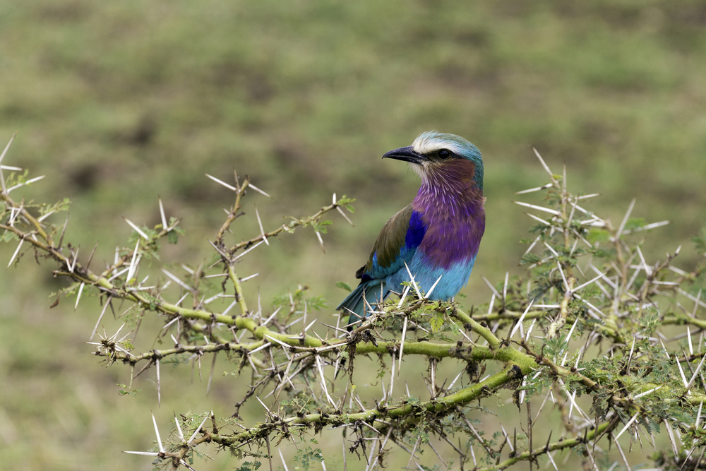 Tarangire National Park