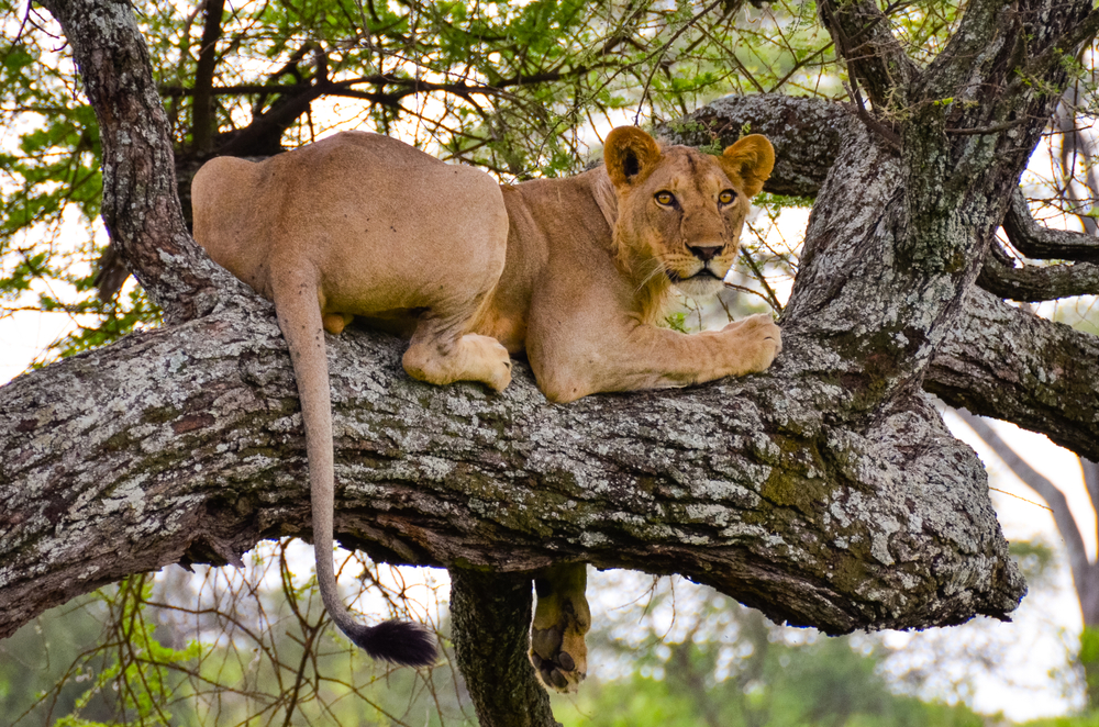 Tarangire National Park