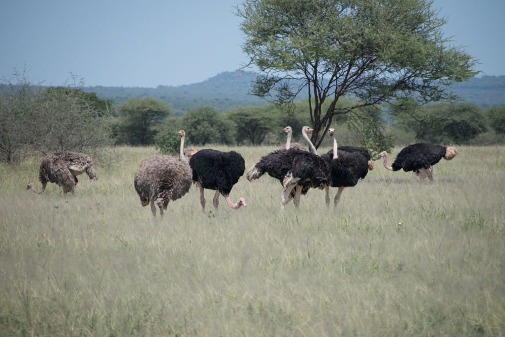 Tarangire National Park