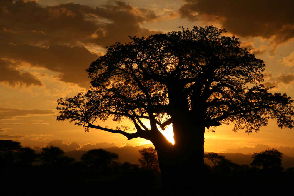 Tarangire National Park