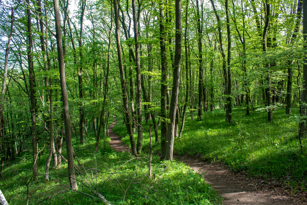 Thayatal National Park