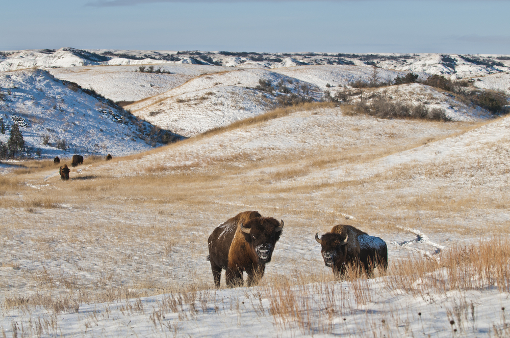 Theodore Roosevelt National Park