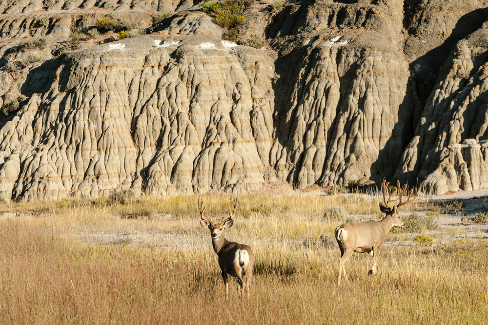 Theodore Roosevelt National Park