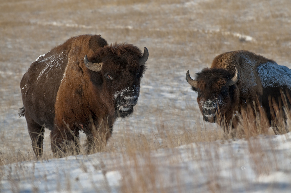 Theodore Roosevelt National Park