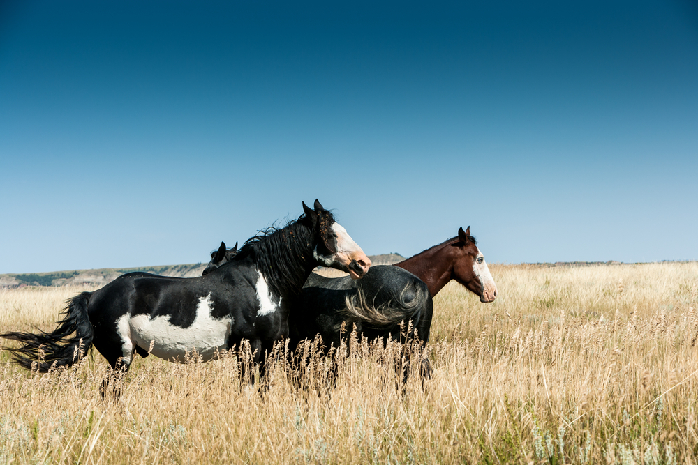 Theodore Roosevelt National Park