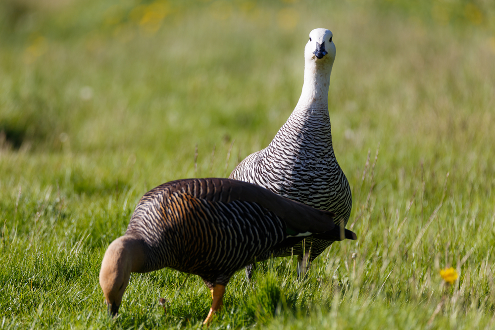 Tierra del Fuego National Park