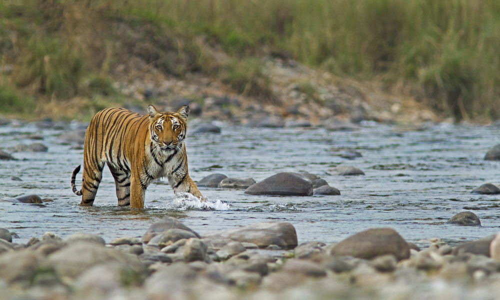 Jim Corbett National Park