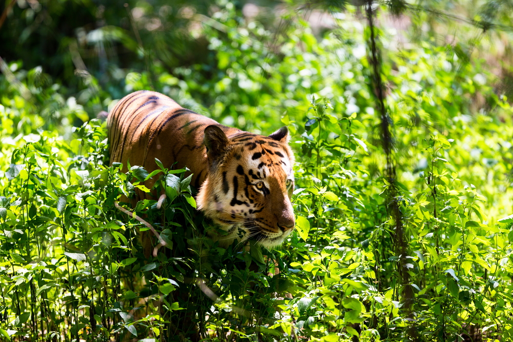 Jim Corbett National Park