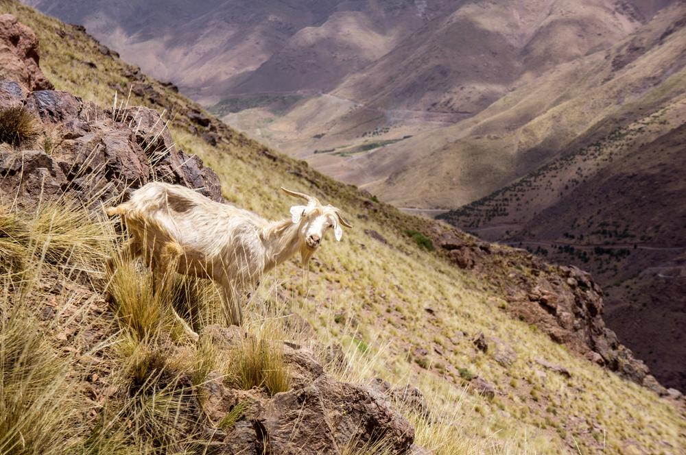 Toubkal National Park