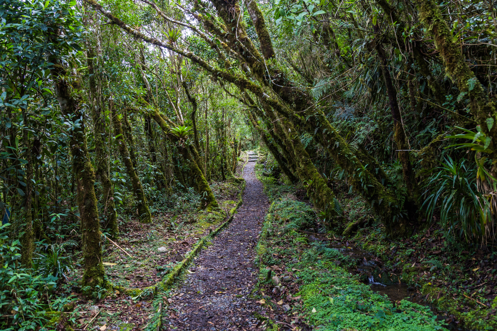 Podocarpus National Park
