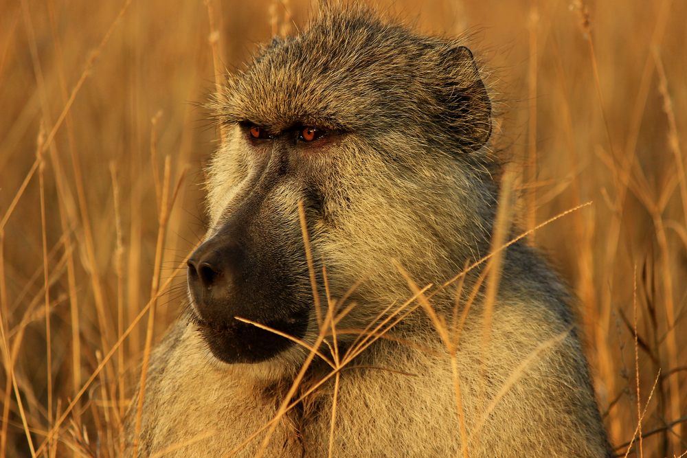 Tsavo East National Park