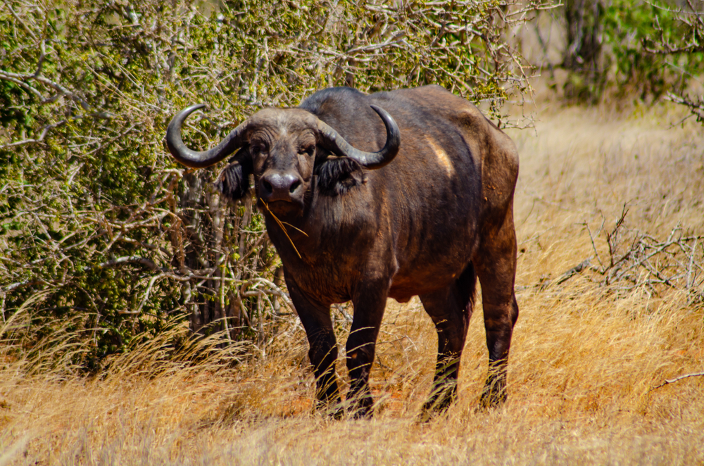 Tsavo East National Park