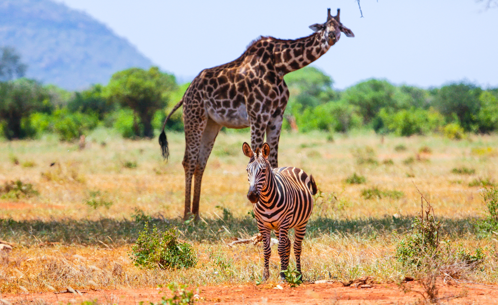 Tsavo East National Park