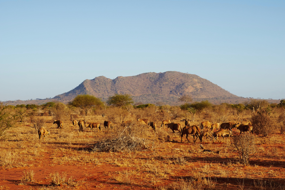 Tsavo East National Park