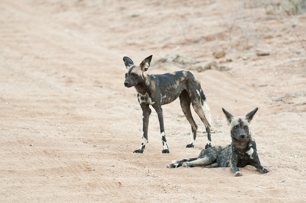 Tsavo East National Park