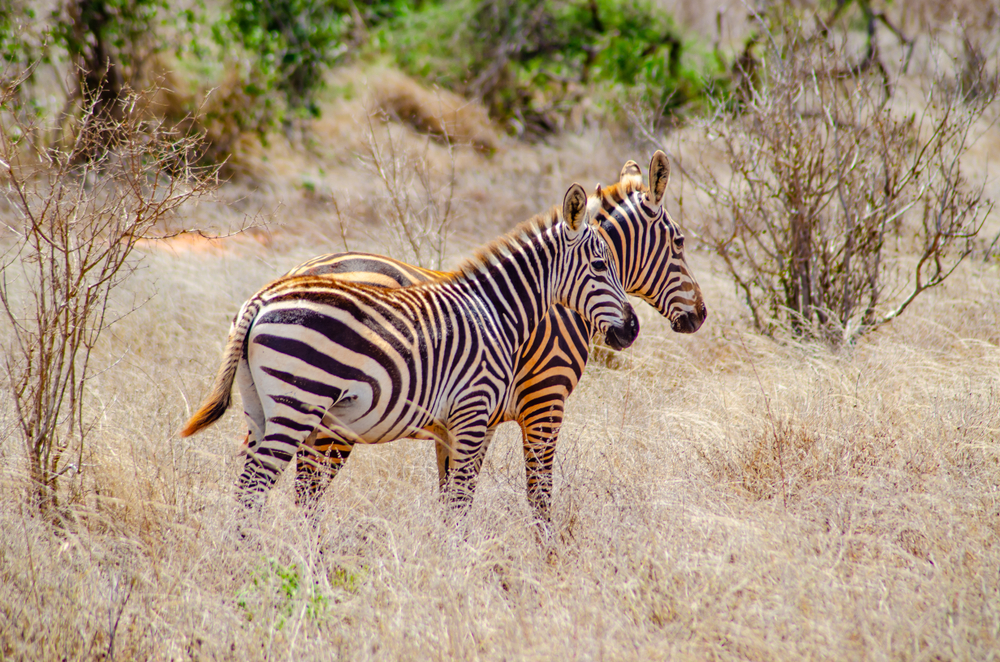 Tsavo East National Park