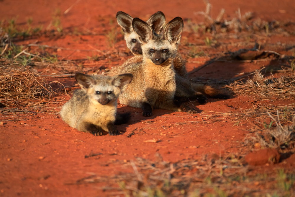 Tsavo West National Park