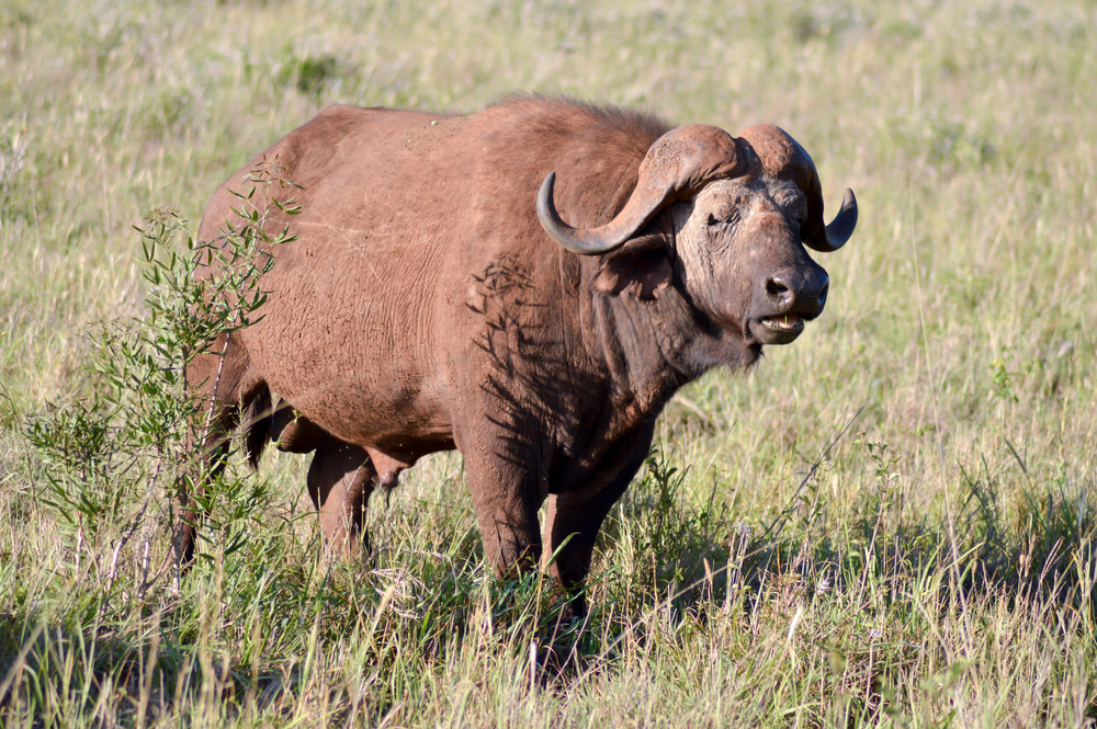 Tsavo West National Park