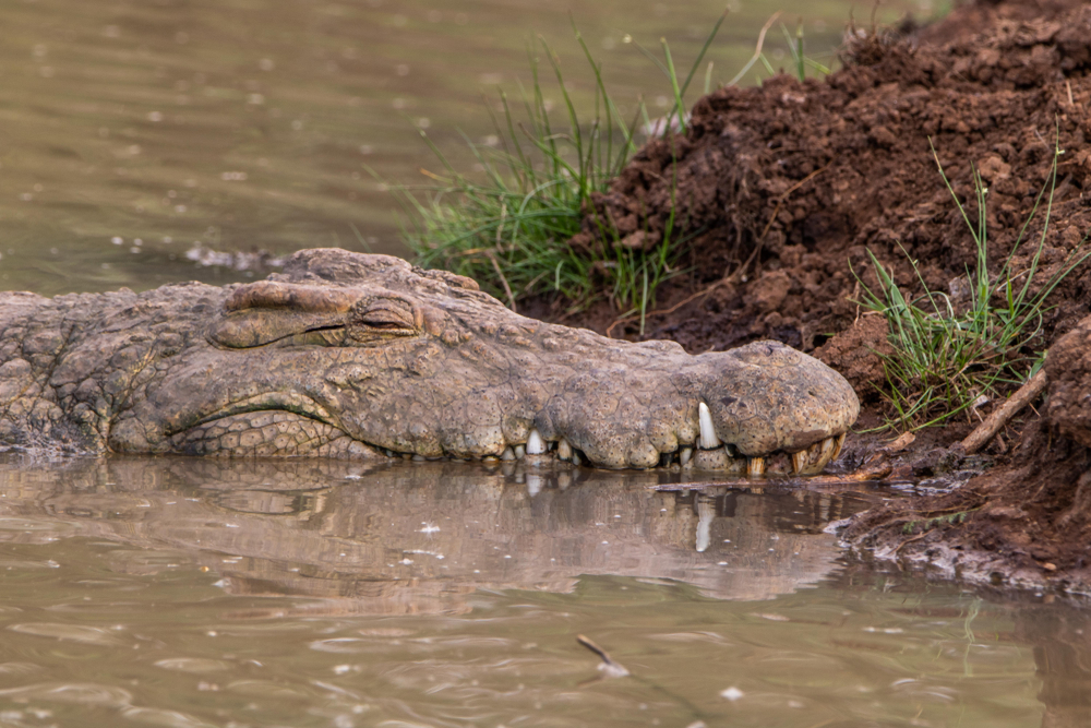 Tsavo West National Park
