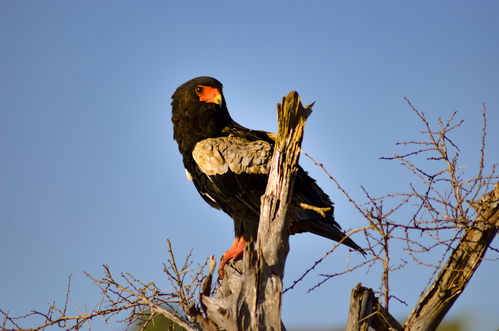 Tsavo West National Park