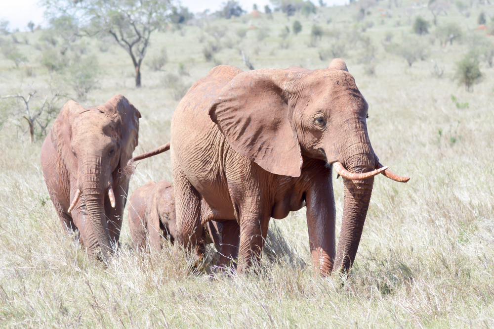 Tsavo West National Park