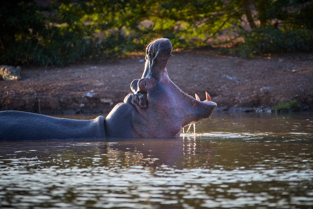 Tsavo West National Park