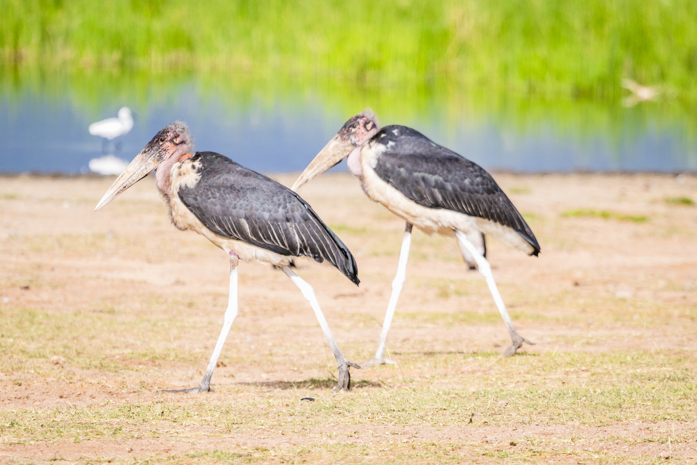 Tsavo West National Park