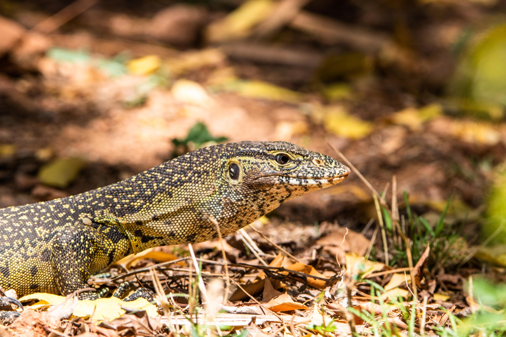Tsavo West National Park