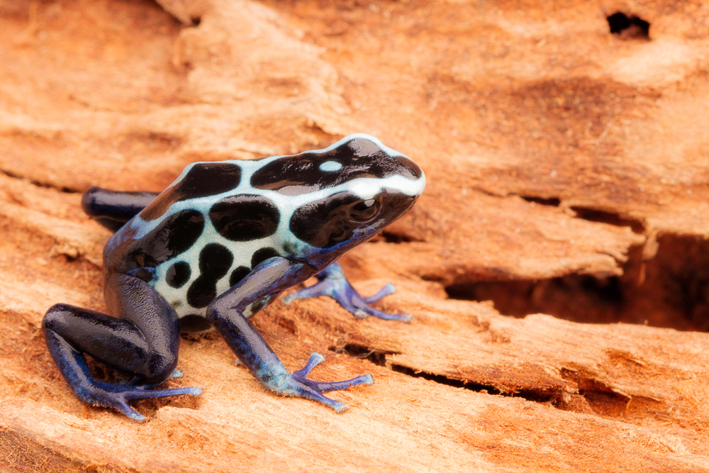 Tumucumaque Mountains