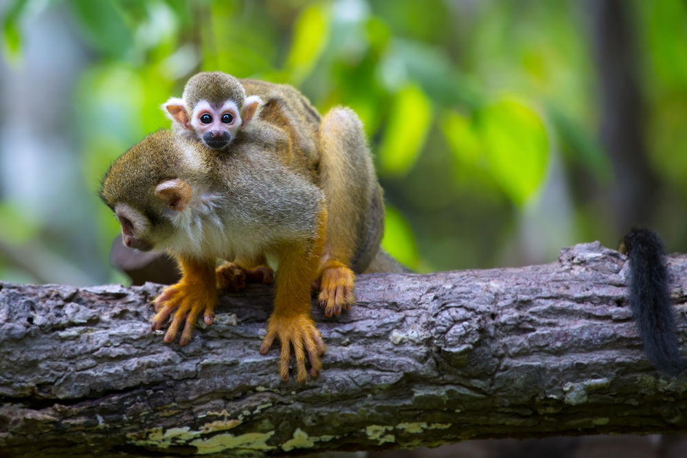 Tumucumaque Mountains