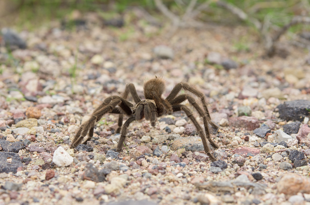 Death Valley National Park