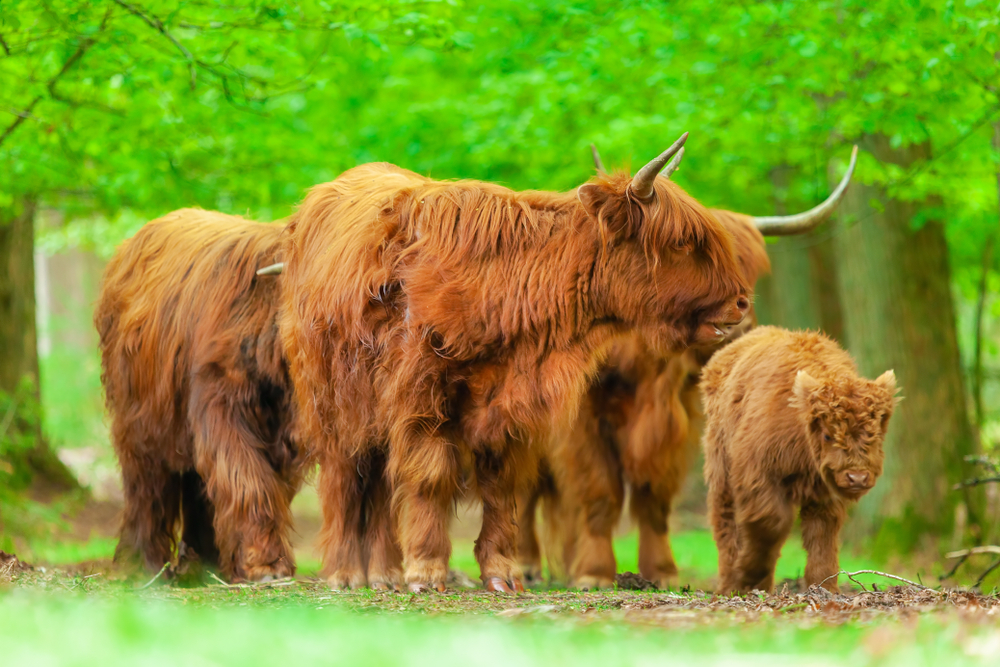 Veluwezoom National Park