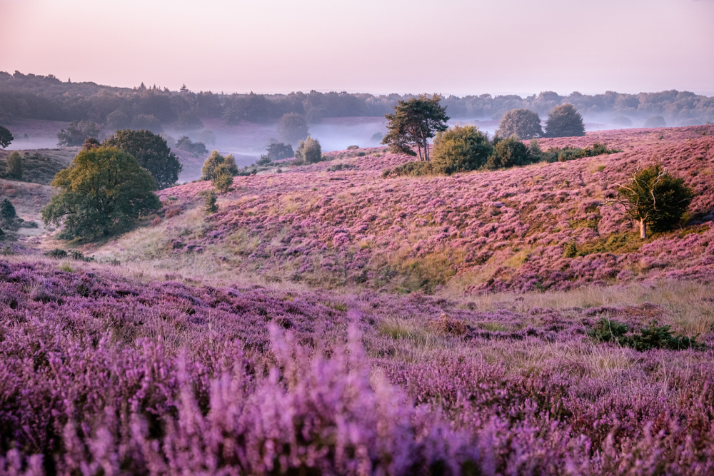 Veluwezoom National Park
