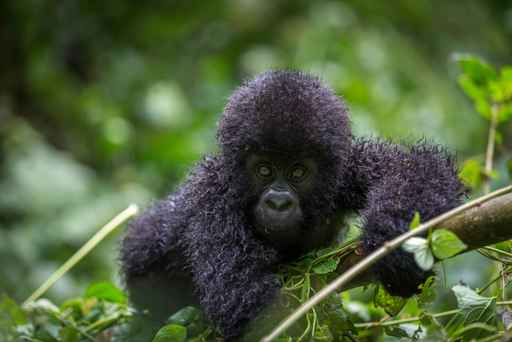 Virunga National Park