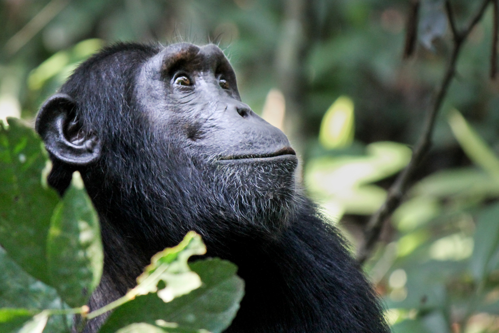 Virunga National Park