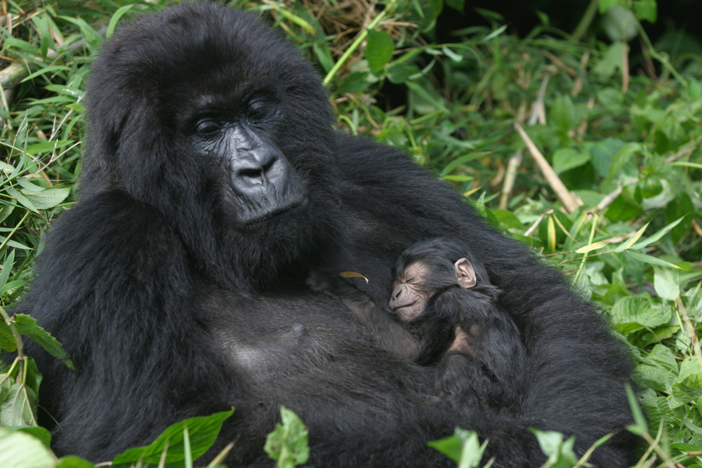 Virunga National Park